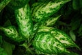 Aglaonema sp. Ã¢â¬ËNgoentembanÃ¢â¬â¢ green and white leaves sacred tree, decorative House plant